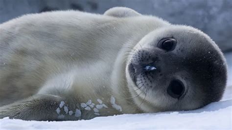 testing baby seals|are baby seals vocal.